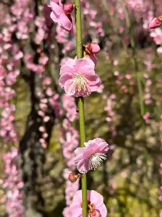 城南宮(京都府)