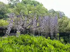 富士山本宮浅間大社(静岡県)