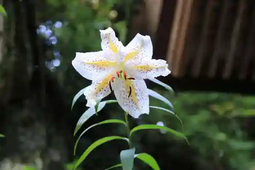 鹿島大神宮の自然