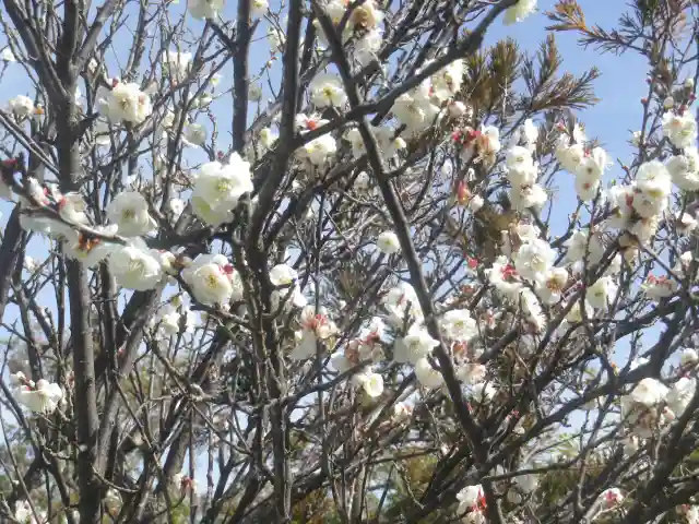 鶴岡八幡宮の自然