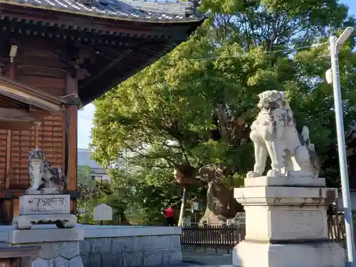 新田白山神社の狛犬