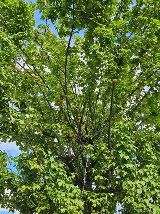 井上神社(栃木県)