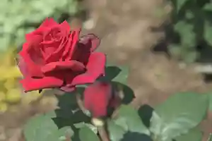 宝光寺の庭園(2021年05月25日(火) 08時08分47秒投稿)