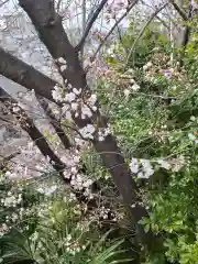 赤羽八幡神社の自然