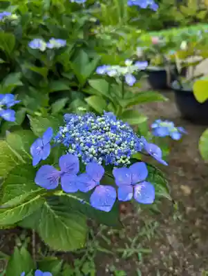 法金剛院の自然