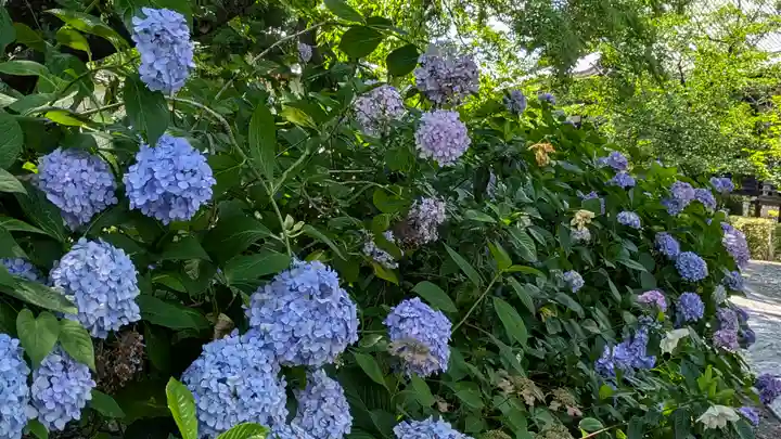 本法寺(京都府)
