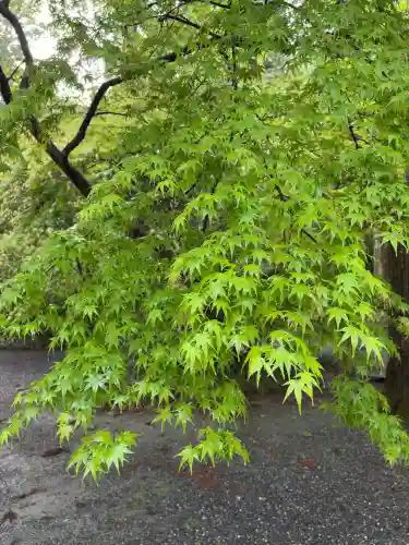 伊勢神宮外宮（豊受大神宮）の{uncategorized: "未分類", other: "その他", undefined: "問題あり", building: "その他建物", grave: "お墓", sacred_gate: "鳥居", guardian: "狛犬", statue: "像", buddha: "仏像", history: "歴史", nature: "自然", garden: "庭園", animal: "動物", pagoda: "塔", temizu: "手水舎", mountain_gate: "山門・神門", sanctuary: "本殿・本堂", subordinate: "末社・摂社", art: "芸術", scenery: "景色", jizo: "地蔵", ema: "絵馬", goshuin: "御朱印", omikuji: "おみくじ", items: "授与品その他", amulet: "お守り", goshuincho: "御朱印帳", eats: "食事", festival: "お祭り", votive_dance: "神楽", shichigosan: "七五三参", wedding: "結婚式", experience: "体験その他", initially: "初詣", around: "周辺", anti_infection: "感染症対策"}