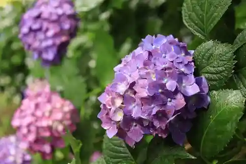 梅宮大社(京都府)