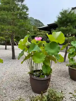 建長寺(神奈川県)