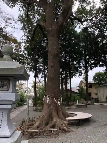 星川杉山神社の自然