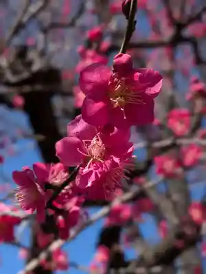 瑞円寺(東京都)