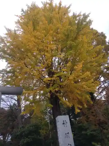 阿佐ヶ谷神明宮の自然