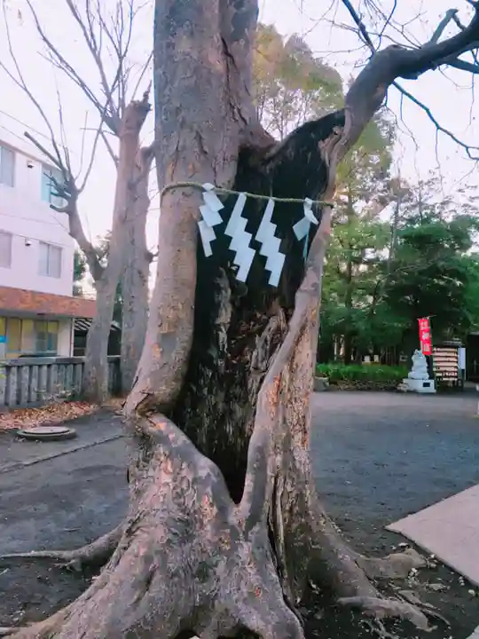 戸部杉山神社の自然