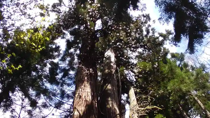 磐椅神社の自然