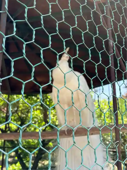進雄神社(群馬県)