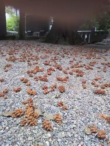 安房神社の自然