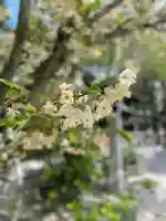 白峯神宮の自然