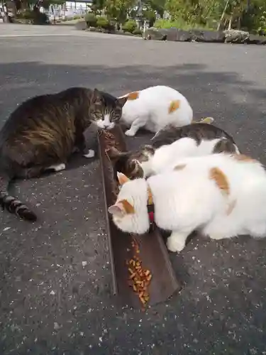 御誕生寺（猫寺）(福井県)