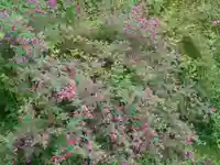 浄光明寺の自然