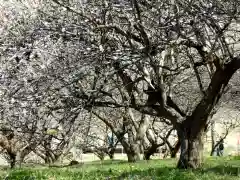 壽命院 永徳寺の自然