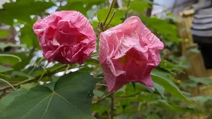 大豊神社(京都府)