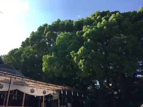 大宮八幡宮の自然