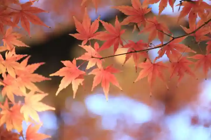 東館稲荷神社の自然