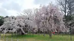 賀茂別雷神社（上賀茂神社）の自然