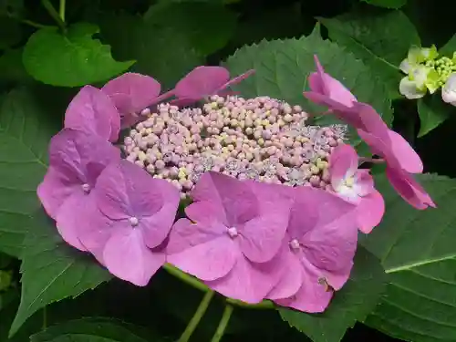 御霊神社の自然