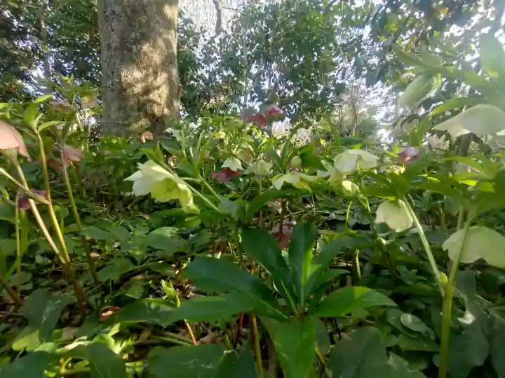 子安地蔵寺の{uncategorized: "未分類", other: "その他", undefined: "問題あり", building: "その他建物", grave: "お墓", sacred_gate: "鳥居", guardian: "狛犬", statue: "像", buddha: "仏像", history: "歴史", nature: "自然", garden: "庭園", animal: "動物", pagoda: "塔", temizu: "手水舎", mountain_gate: "山門・神門", sanctuary: "本殿・本堂", subordinate: "末社・摂社", art: "芸術", scenery: "景色", jizo: "地蔵", ema: "絵馬", goshuin: "御朱印", omikuji: "おみくじ", items: "授与品その他", amulet: "お守り", goshuincho: "御朱印帳", eats: "食事", festival: "お祭り", votive_dance: "神楽", shichigosan: "七五三参", wedding: "結婚式", experience: "体験その他", initially: "初詣", around: "周辺", anti_infection: "感染症対策"}