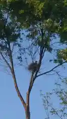 三輪神社の動物