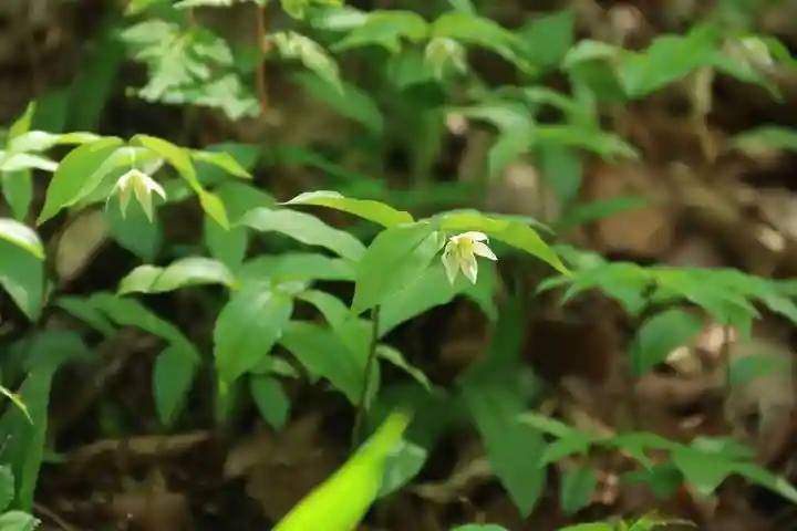 鹿島大神宮の自然