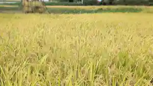 金蛇水神社(宮城県)(2023年09月19日(火) 15時43分31秒投稿)