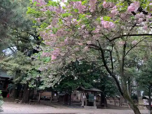 ときわ台天祖神社の自然