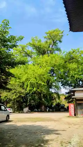 飯綱神社の自然
