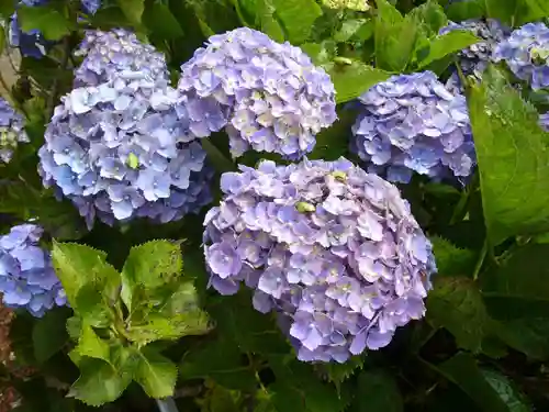 二本松寺の動物