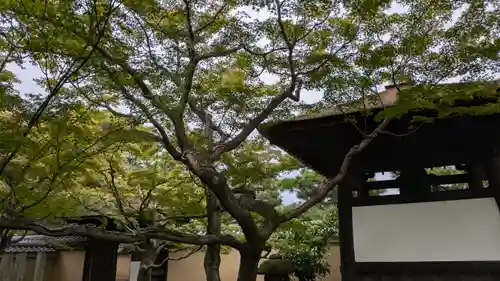 黄梅院(京都府)