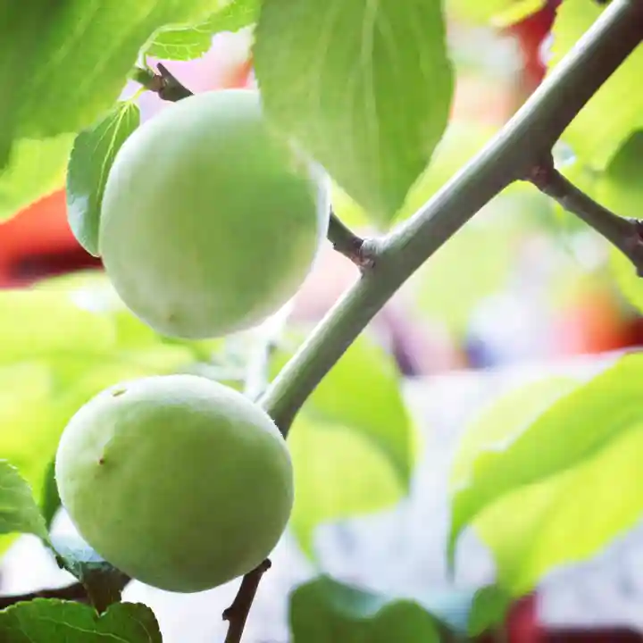 くまくま神社(導きの社 熊野町熊野神社)の自然