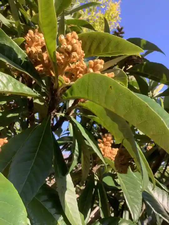 勝川廃寺「醍醐寺跡」の自然