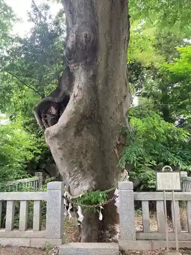 青渭神社の自然
