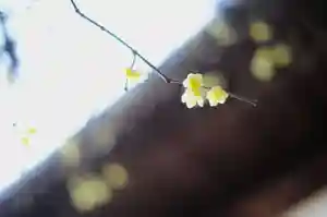 浄土寺の自然(2023年02月13日(月) 08時00分41秒投稿)