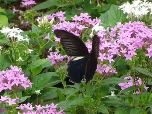 立志神社の自然