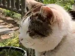 施福寺の動物