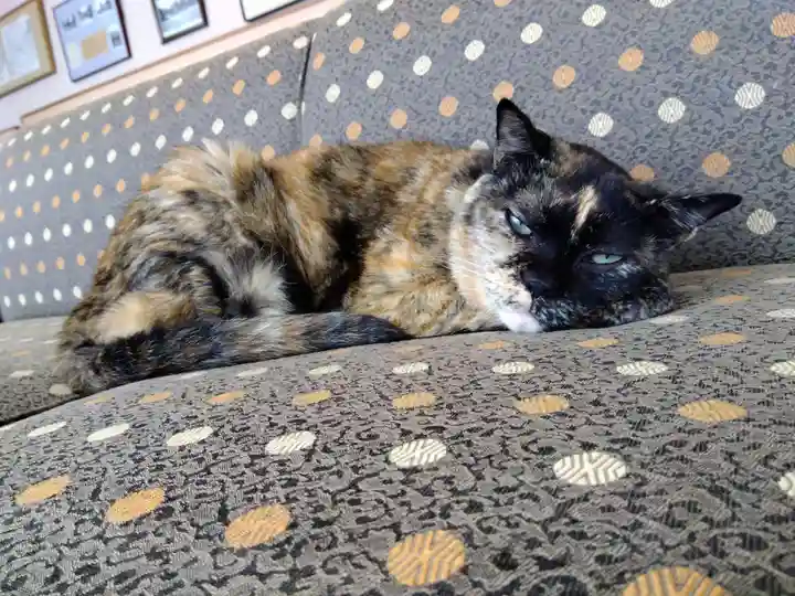 佐佳枝廼社の動物