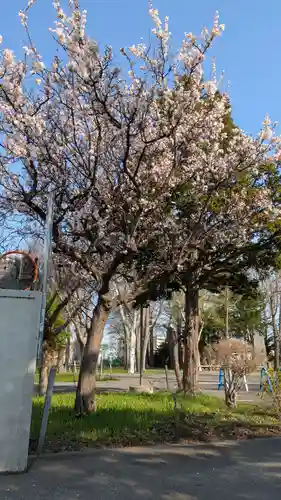新琴似神社(北海道)