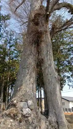 飯玉神社(埼玉県)