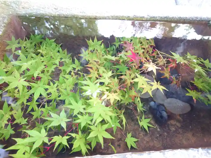 大依羅神社の自然