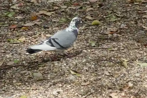 旦椋神社の動物
