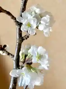 蚊里田八幡宮(長野県)(2025年04月03日(木) 13時31分35秒投稿)