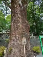 五所神社の自然